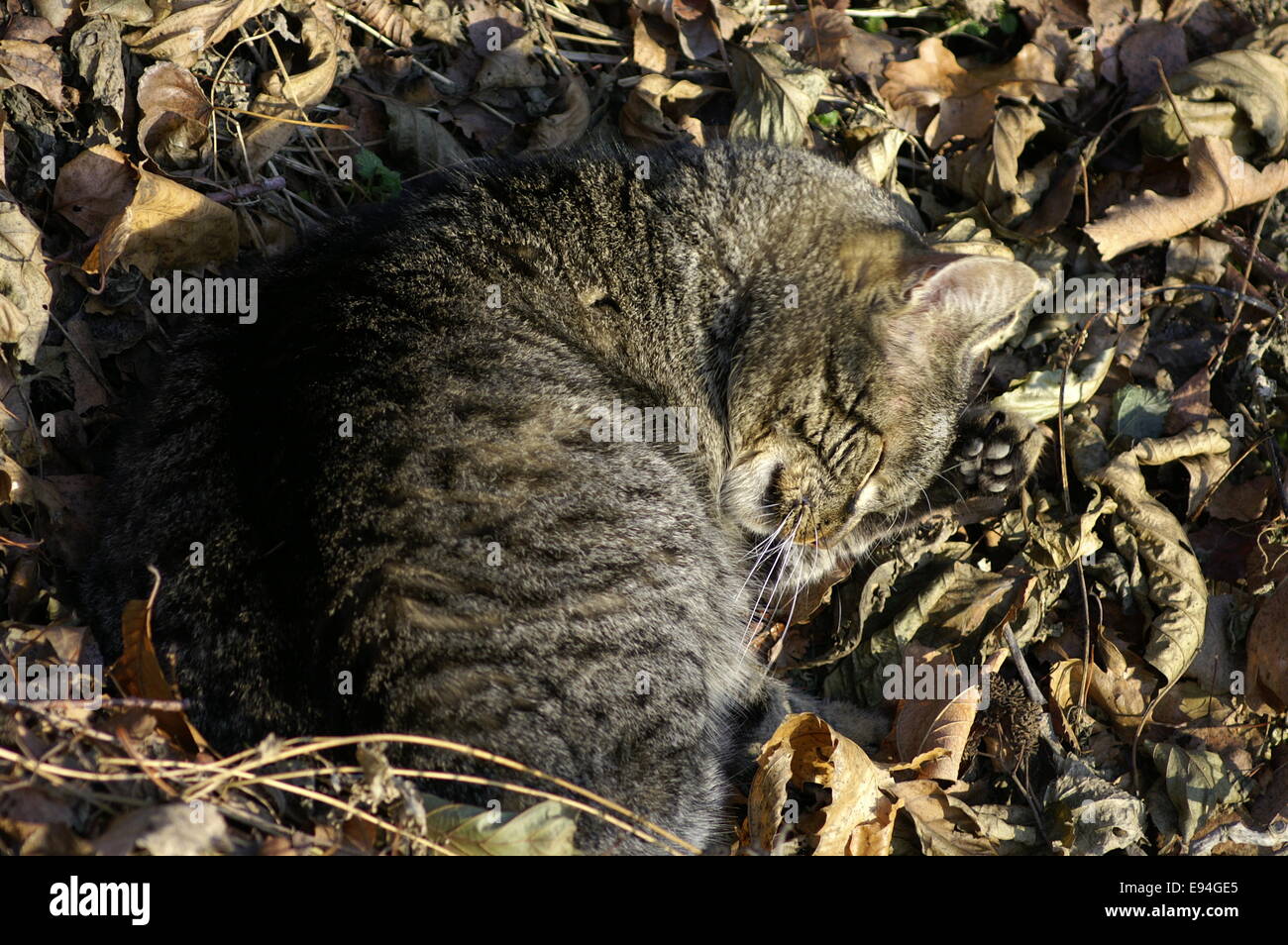 Kitty sleeping on fallen leaves Stock Photo