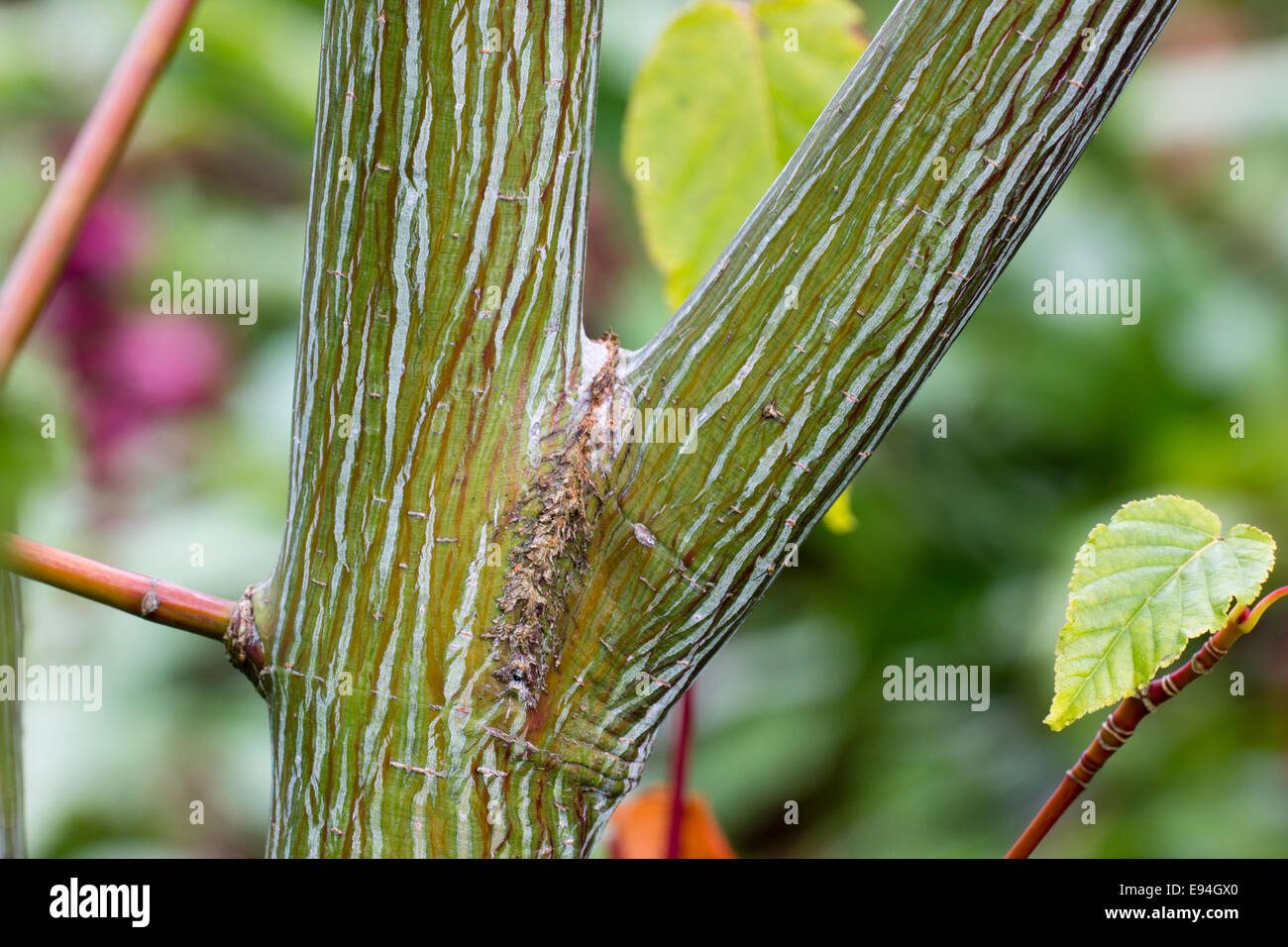 Ornamental bark of the snakebark maple, Acer davidii 'Ernest Wilson' Stock Photo
