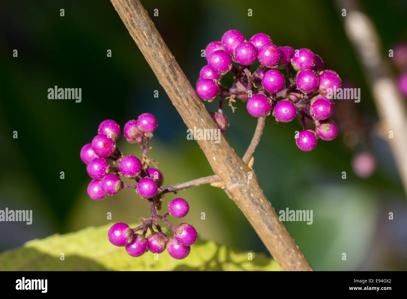 Purple berries of the deciduous shrub, Callicarpa bodinieri var. giraldii 'Profusion' Stock Photo