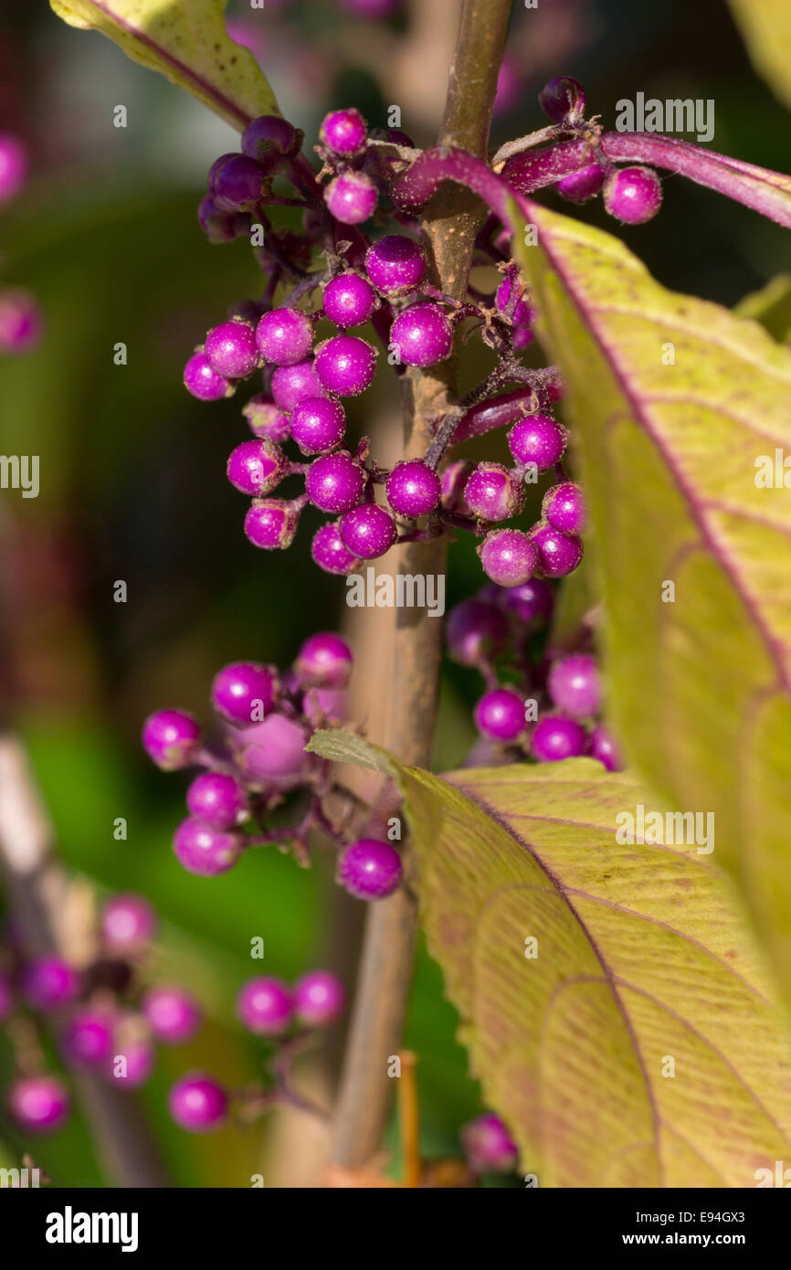 Purple berries of the deciduous shrub, Callicarpa bodinieri var. giraldii 'Profusion' Stock Photo