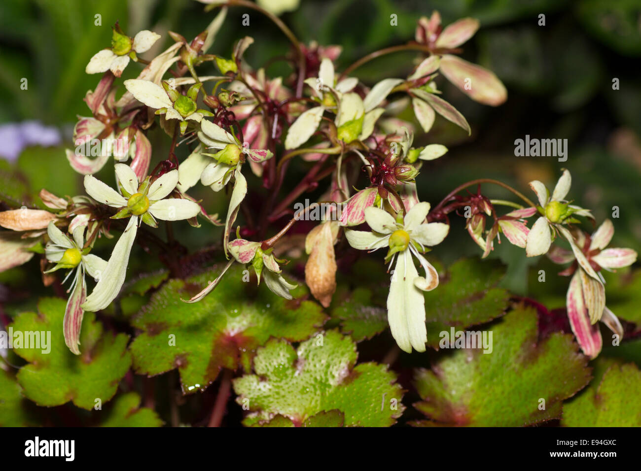 Autumn flowering head of the small, shade tolerant perennial, Saxifraga fortunei 'Blackberry & Apple Pie' Stock Photo
