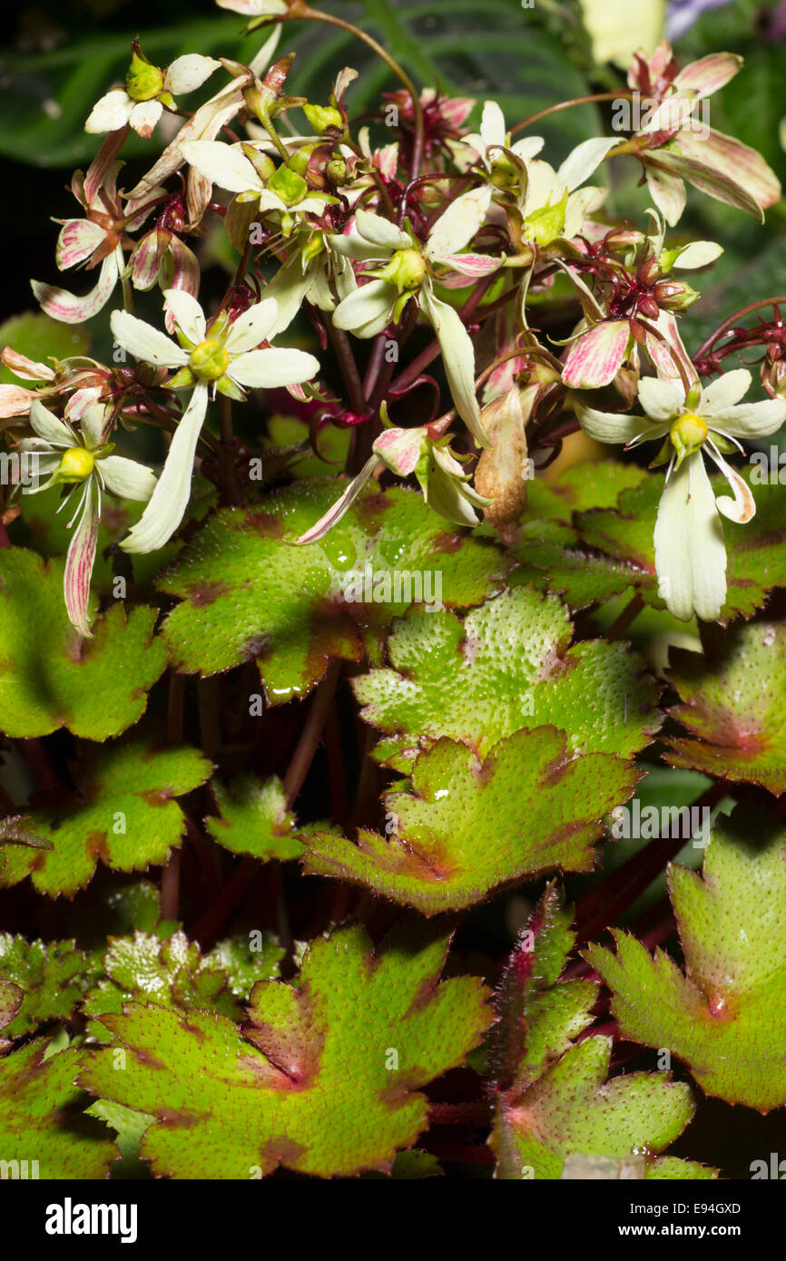 Autumn flowering head of the small, shade tolerant perennial, Saxifraga fortunei 'Blackberry & Apple Pie' Stock Photo