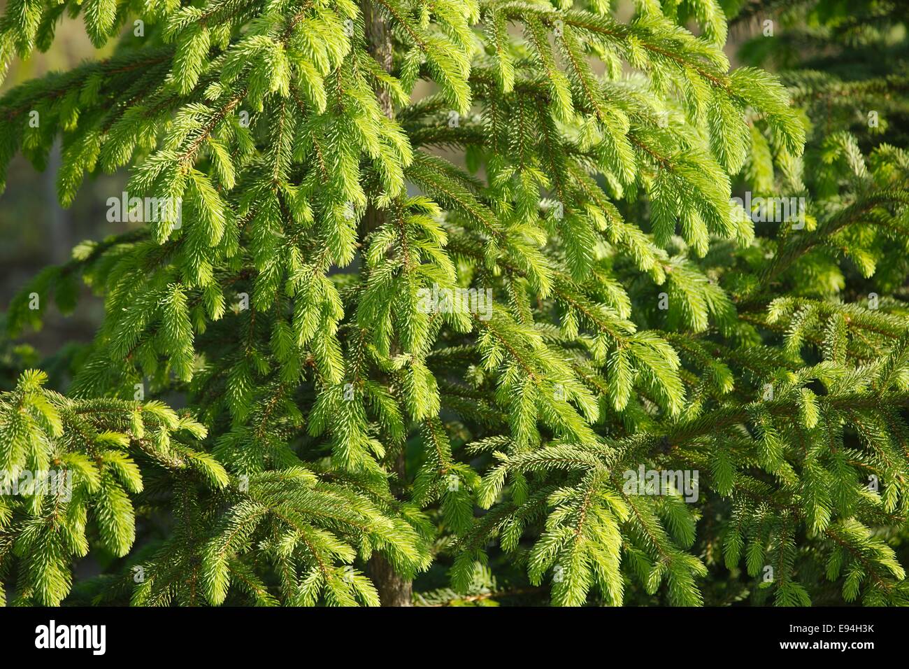 Closeup hires stock photography and images Alamy