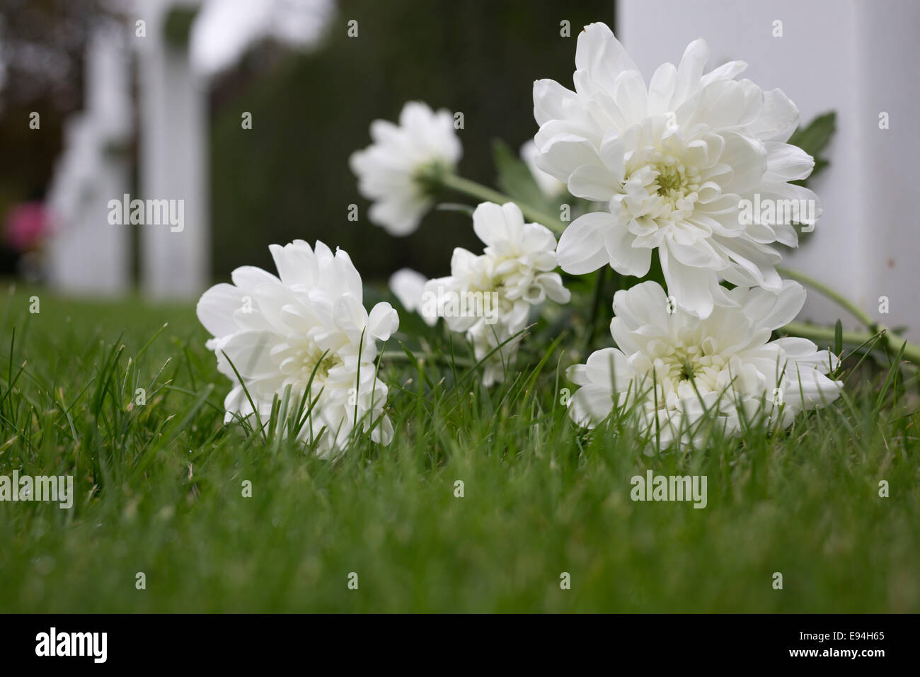 Chrysantheme at white cross on Flanders Field, American Cemetery, Waregem, Belgium. Stock Photo