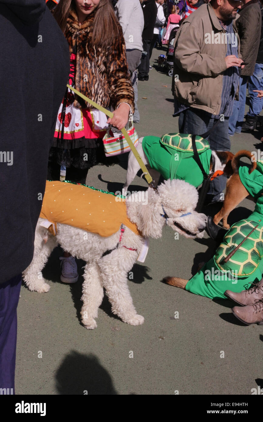 New York, New York, USA. 19th Oct, 2014. Dog Halloween costume contest