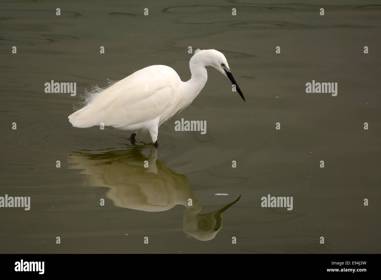 Little egret hunting in a fish pond Stock Photo