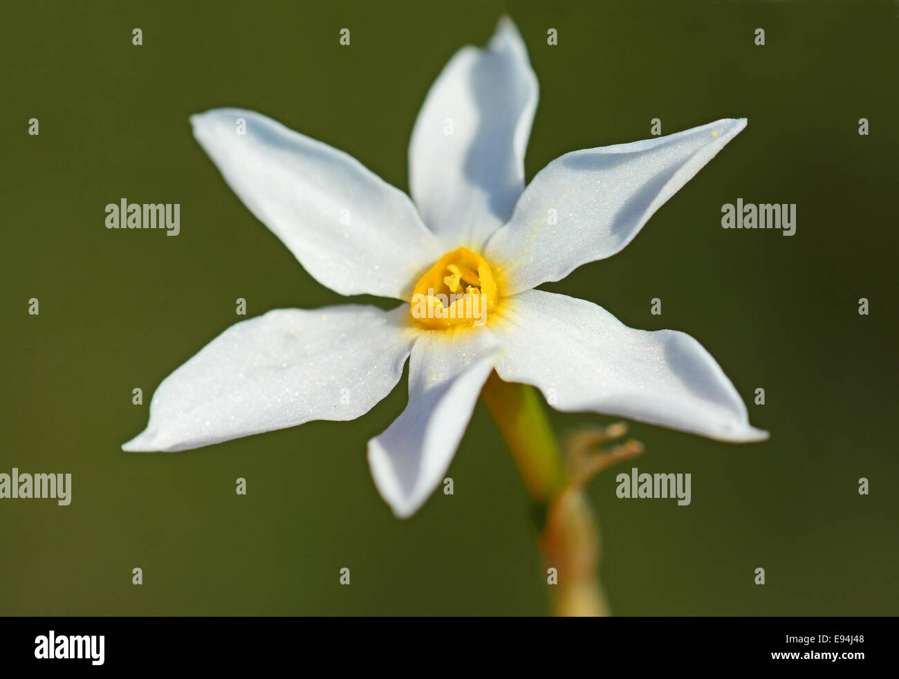 Narcissus serotinus, Late Narcissus Stock Photo