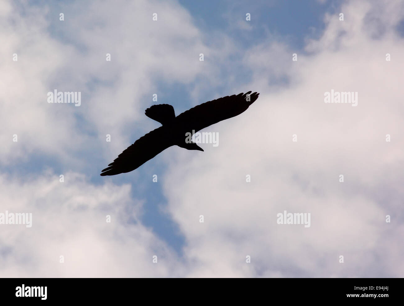 Raven flying, silhouette Stock Photo