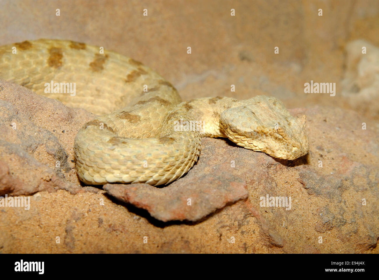 Field's horned viper, Snake Stock Photo