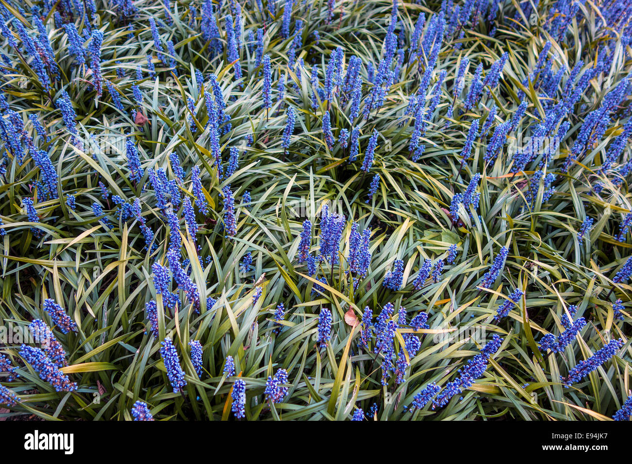 Liriope Muscari Lily Turf Blue Flower Stock Photo Alamy