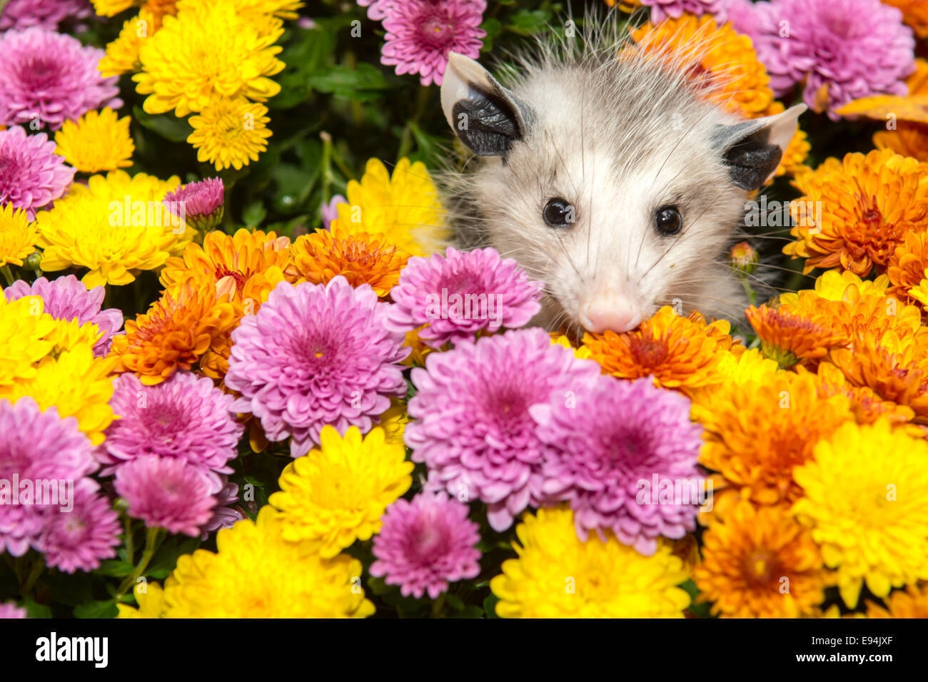 Opossum Hiding In Mums Stock Photo