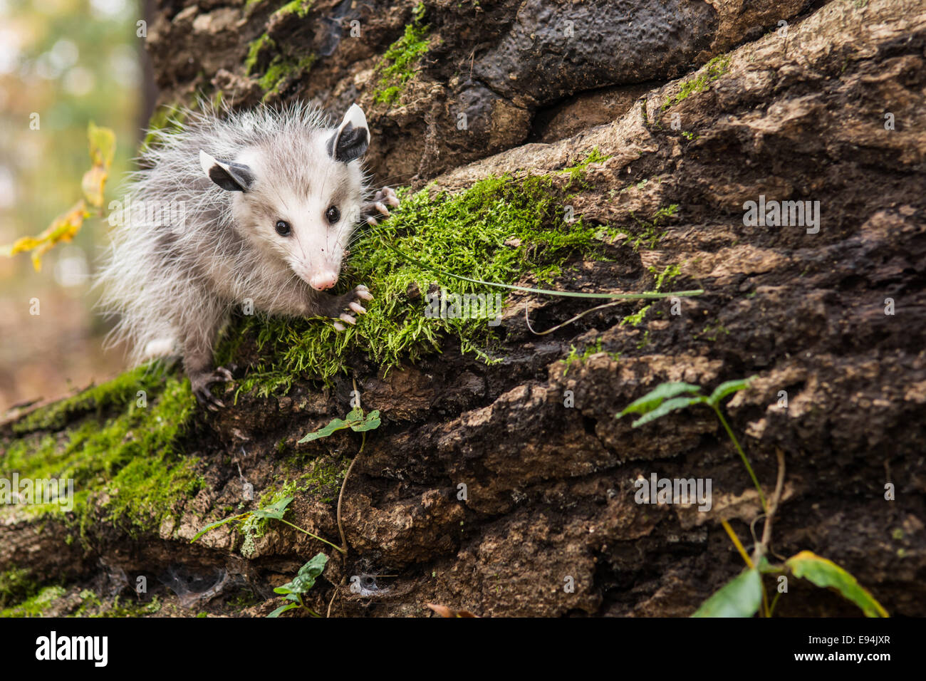 Opossum hires stock photography and images Alamy