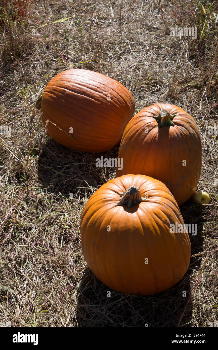 Pumpkins in a field at Halloween time New York State USA Stock Photo
