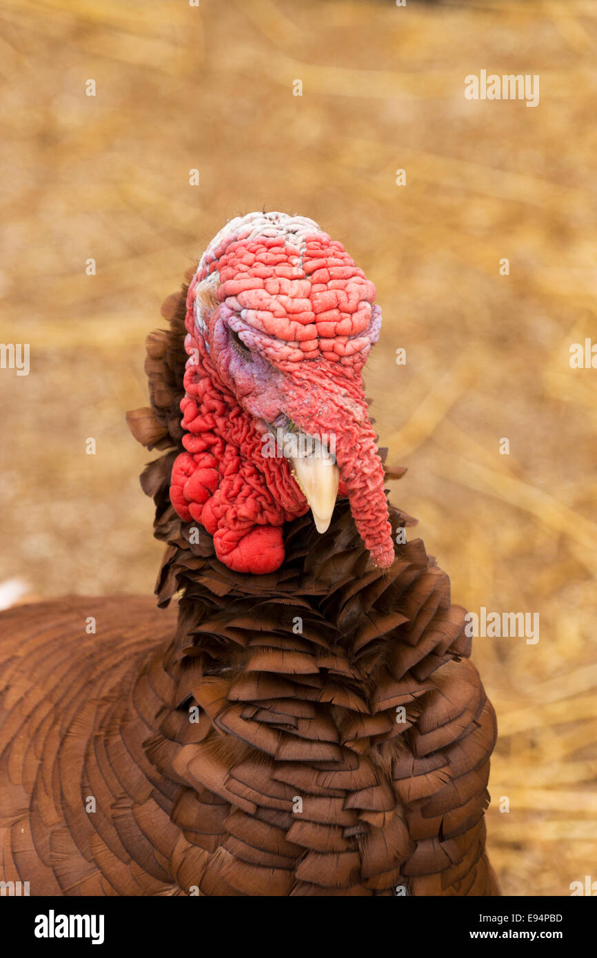 Wild Turkey on a farm in northern Illinois, USA Stock Photo