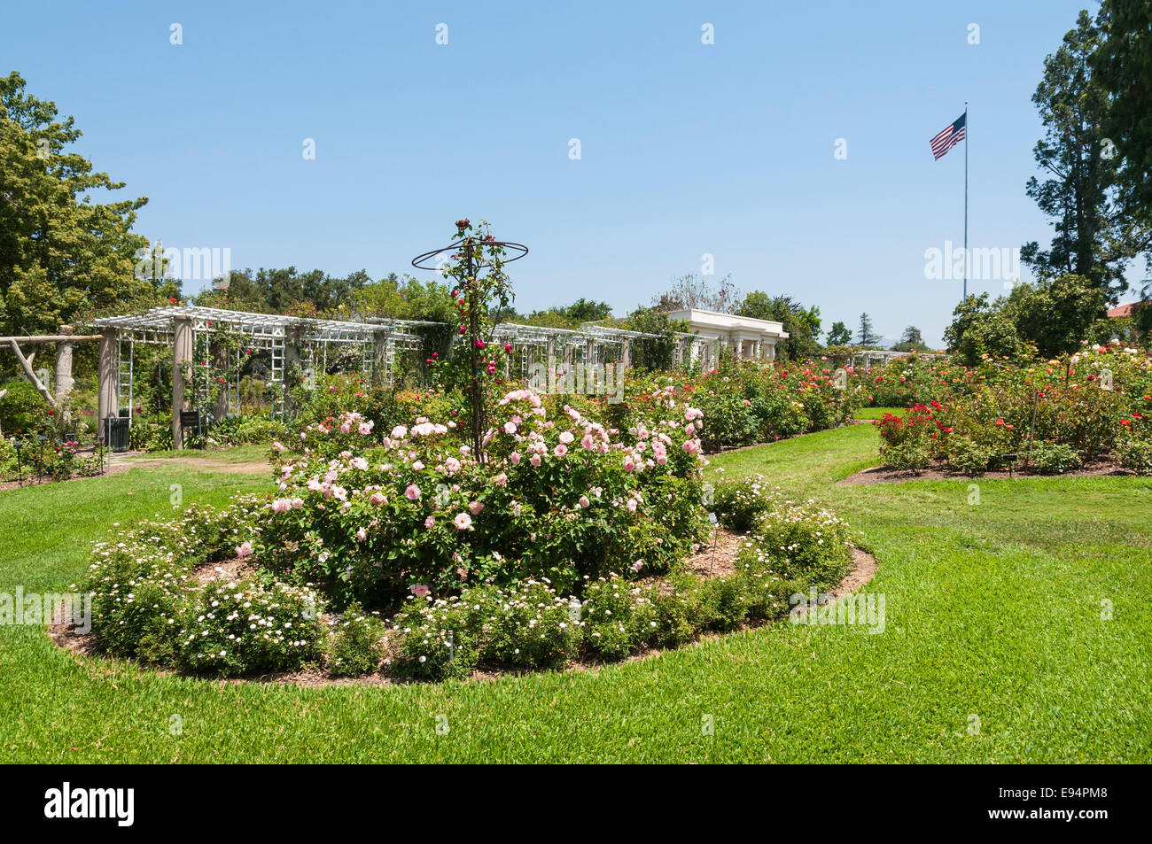 California San Marino The Huntington Botanical Gardens Rose