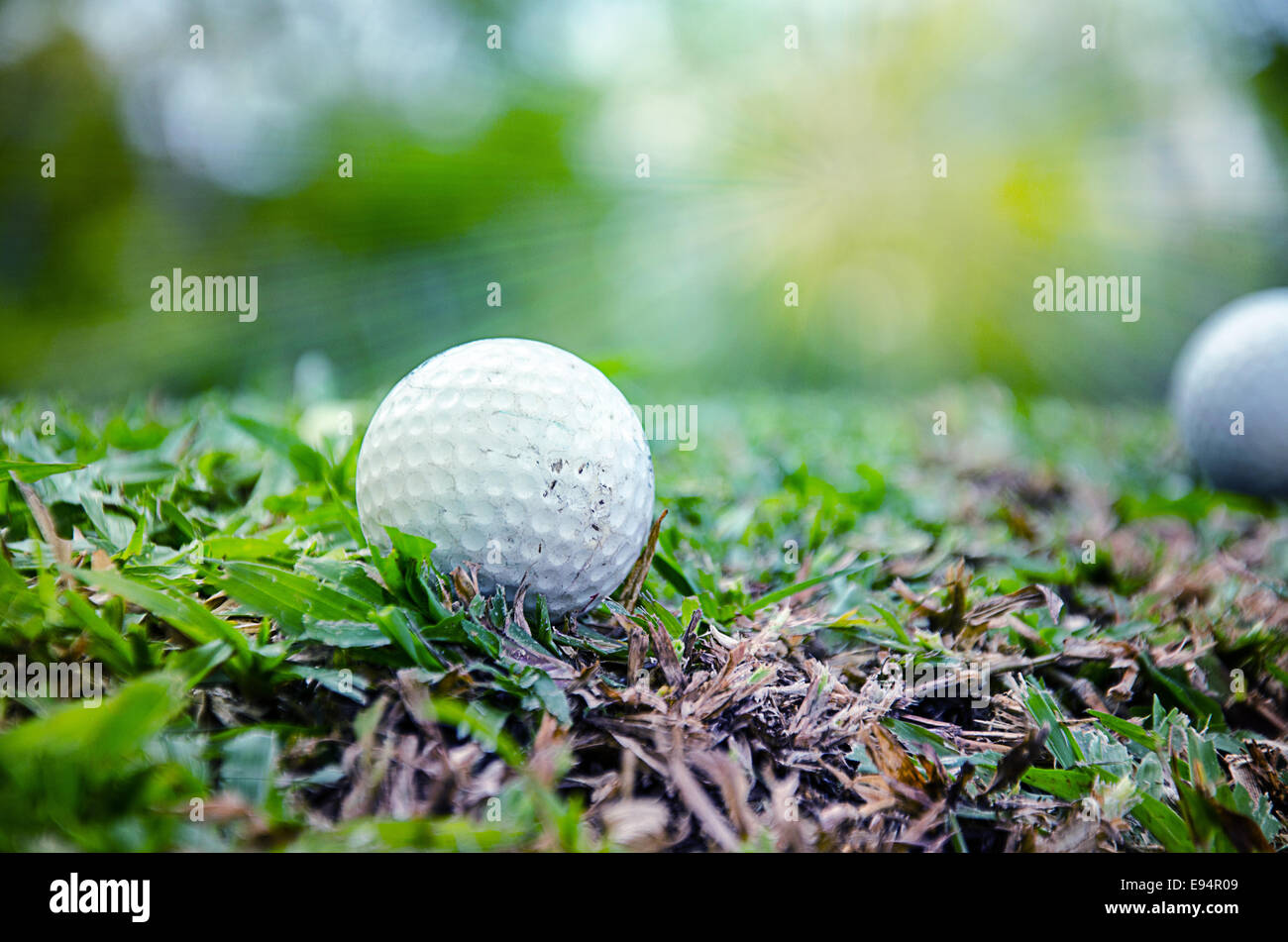 white golf ball on   grass with ray light Stock Photo