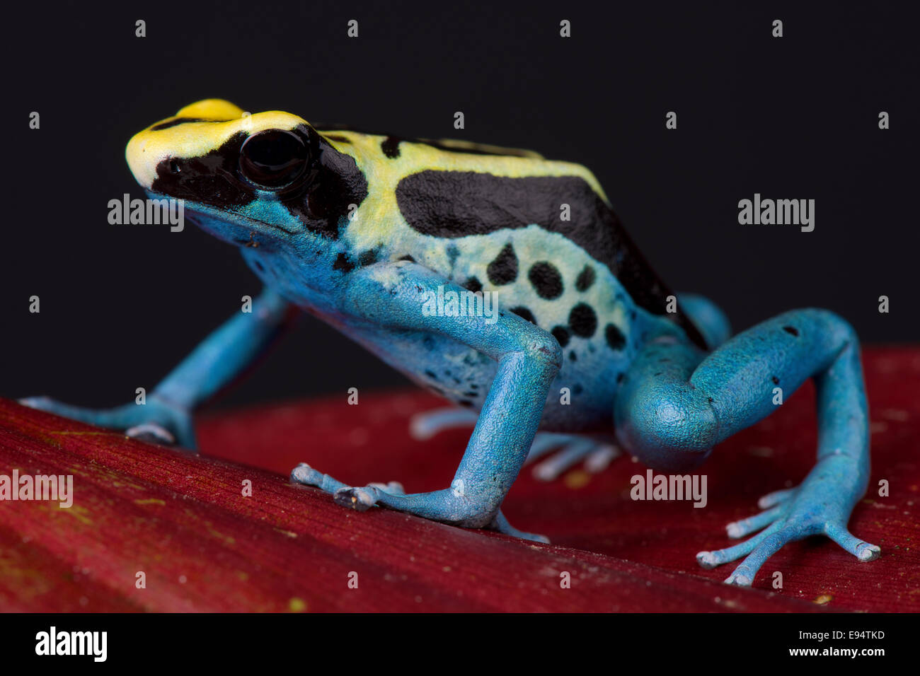Poison dart frog / Dendrobates tinctorius Stock Photo