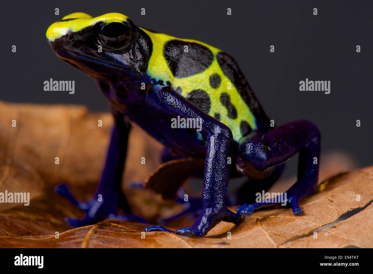 Dart frog / Dendrobates tinctorius Stock Photo
