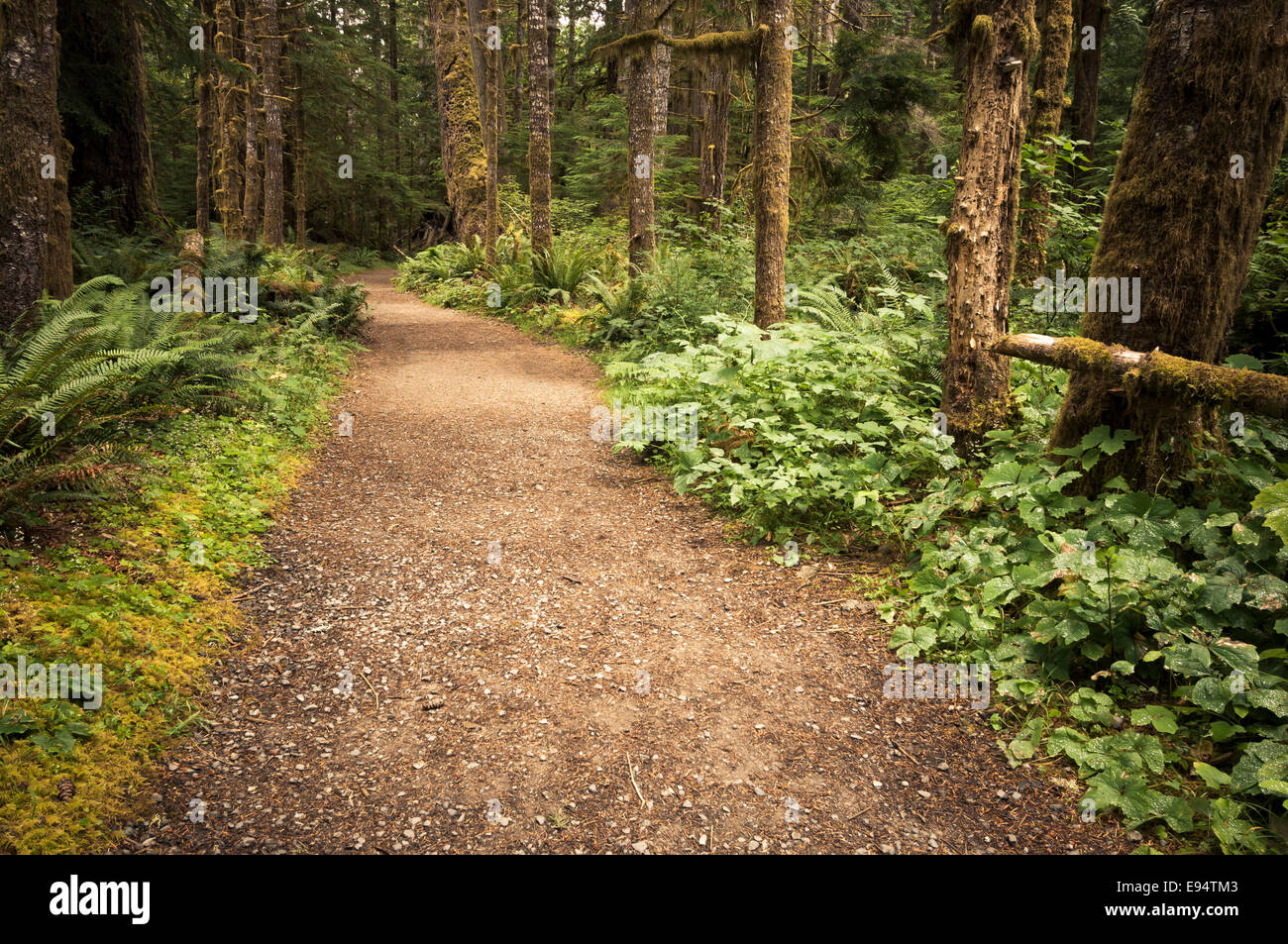 Trail through old growth forest, Staircase Area, Olympic National Park, Washington, USA Stock Photo