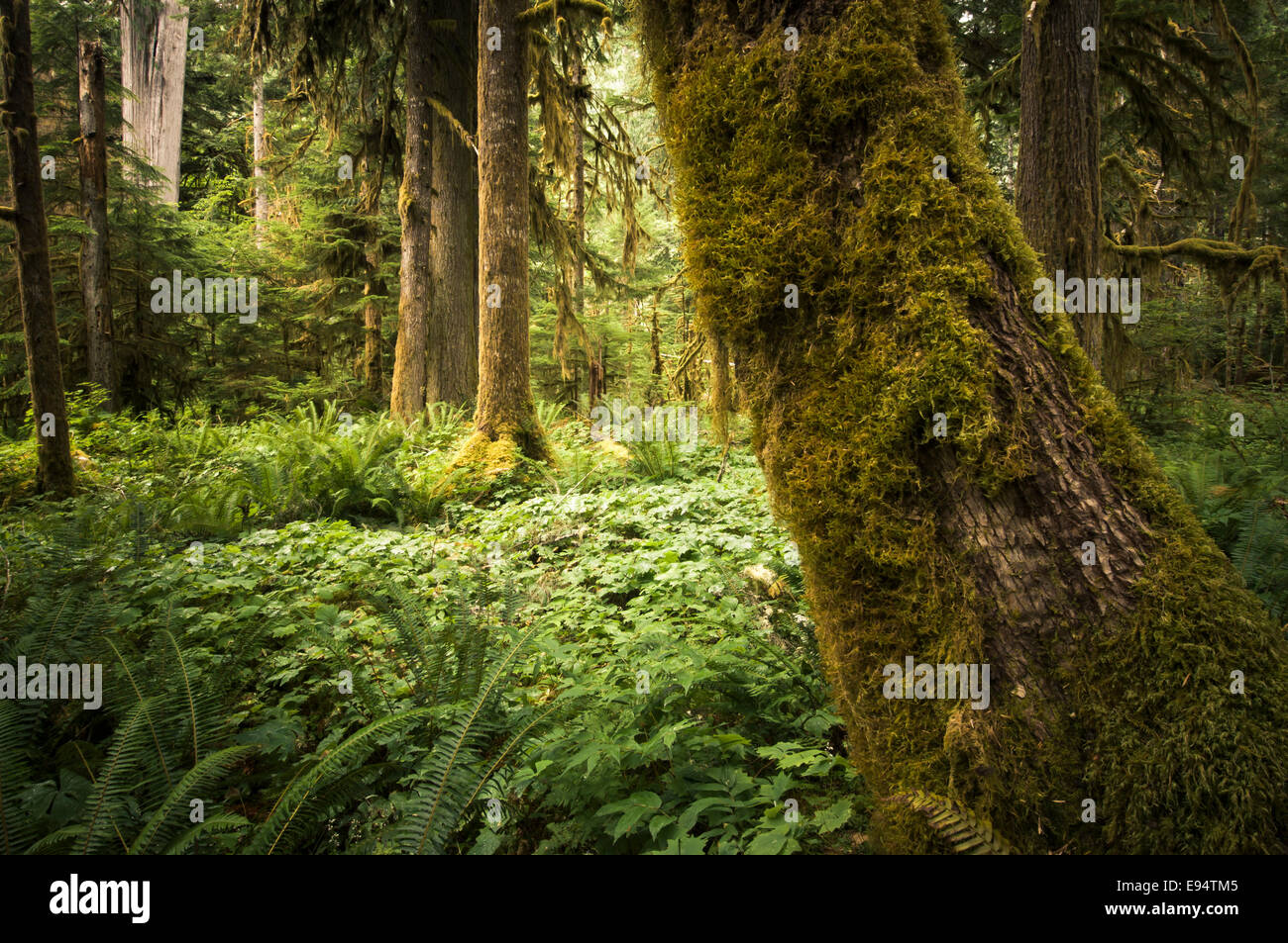Old growth forest, Staircase Area, Olympic National Park, Washington, USA Stock Photo