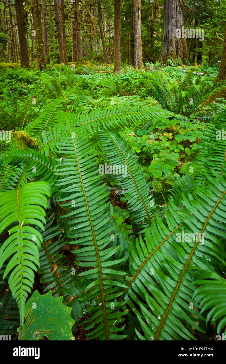 Old growth forest, Staircase Area, Olympic National Park, Washington, USA Stock Photo