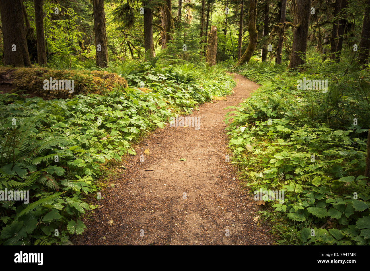 Trail through old growth forest, Staircase Area, Olympic National Park, Washington, USA Stock Photo