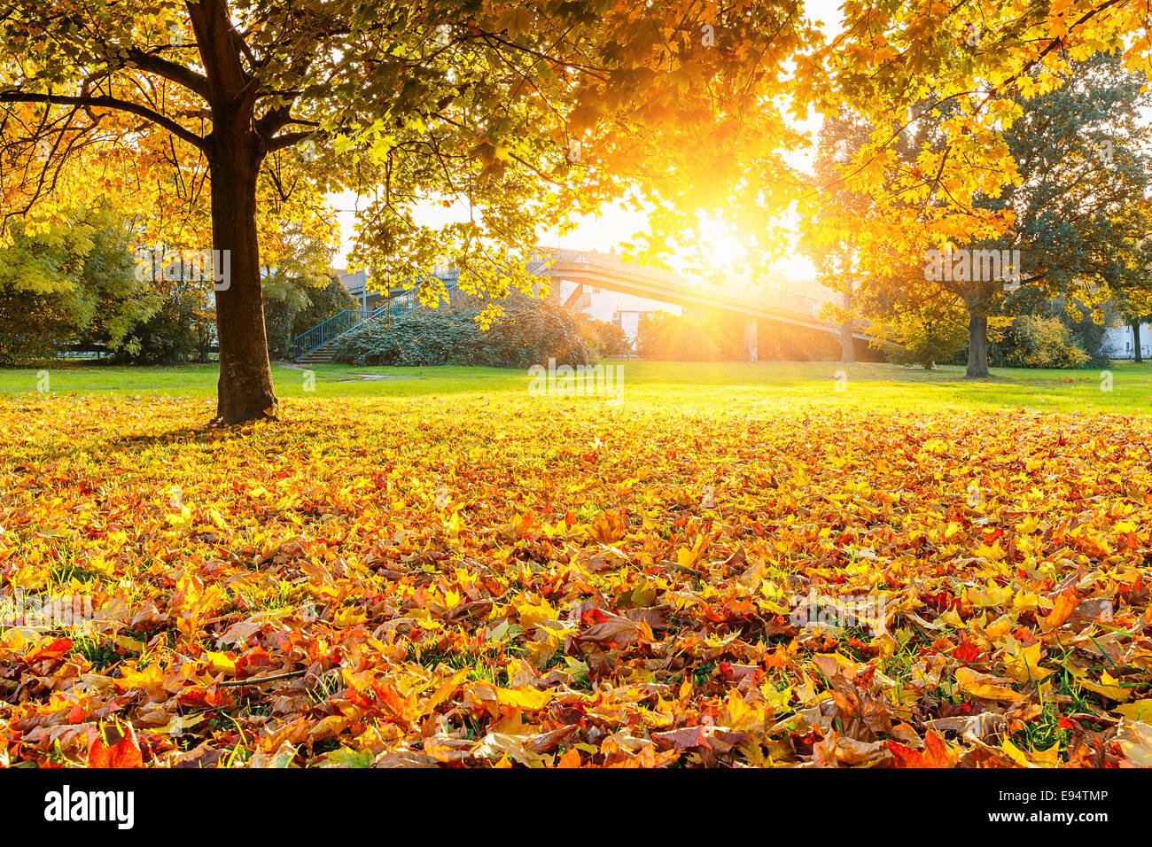 Park sun hi-res stock photography and images - Alamy