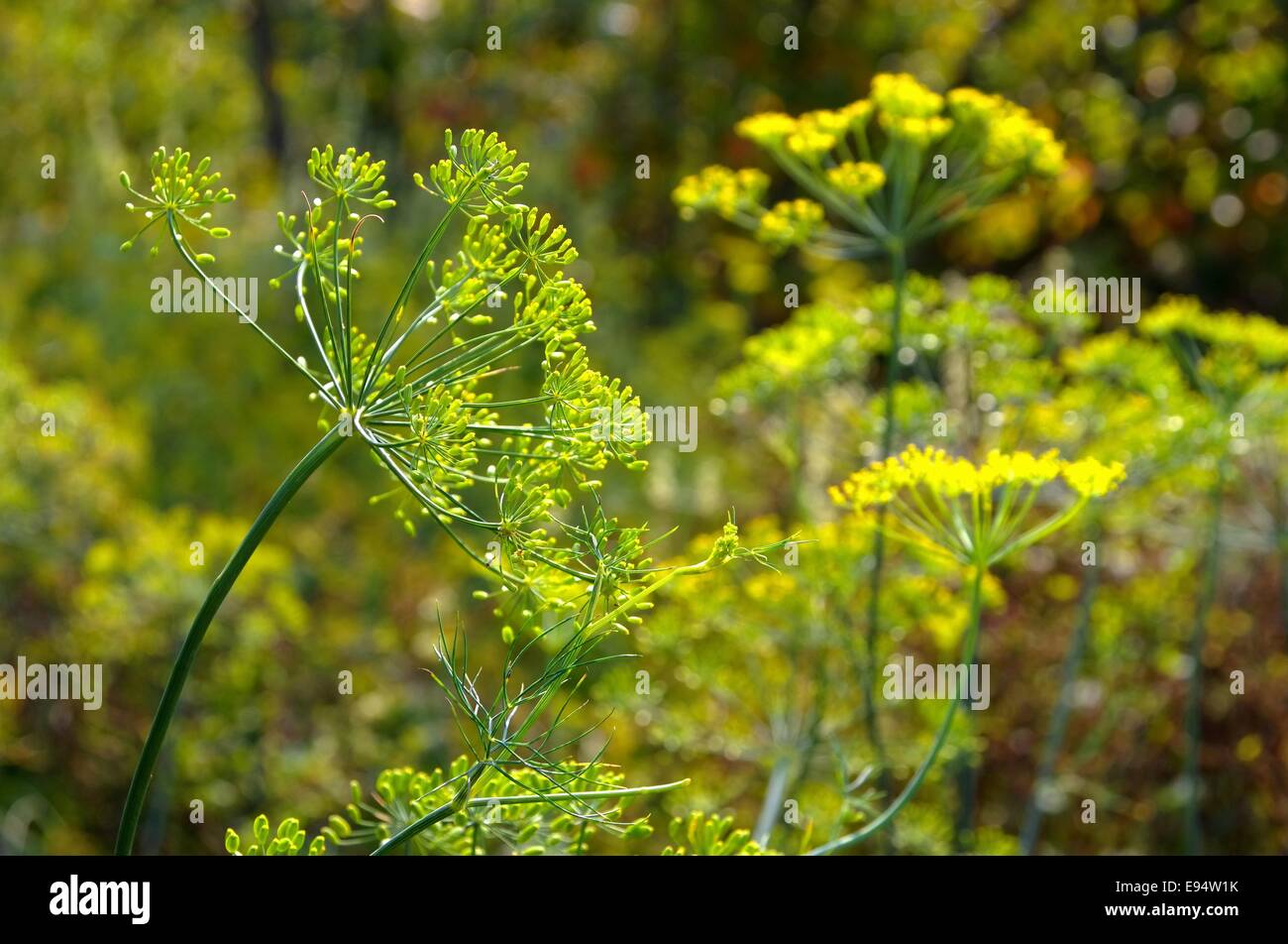 Dill 01 Stock Photo