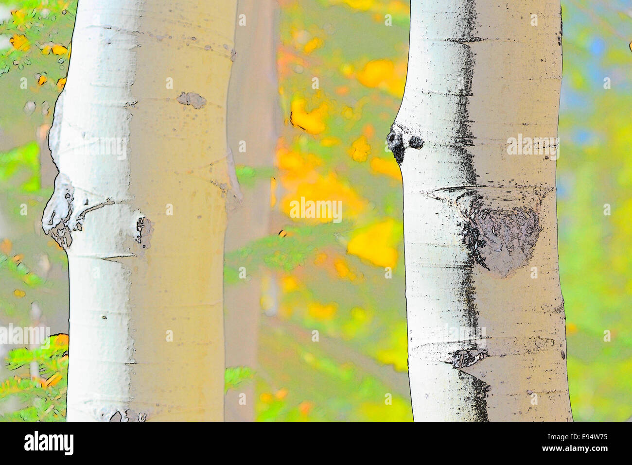 Aspen trees, Wallowa Mountains, Oregon Stock Photo Alamy