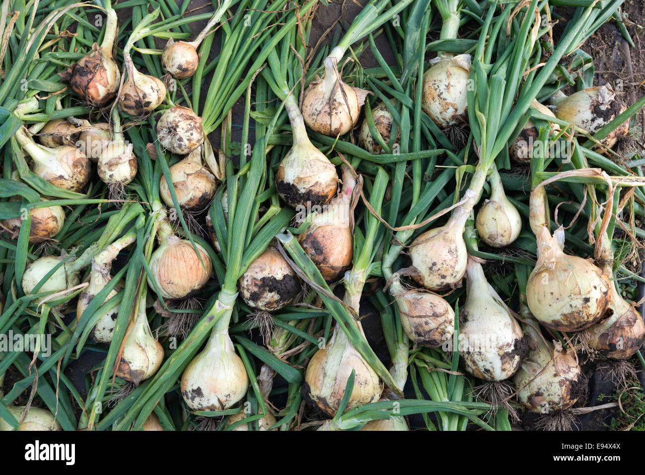 Harvest onions hi-res stock photography and images - Alamy