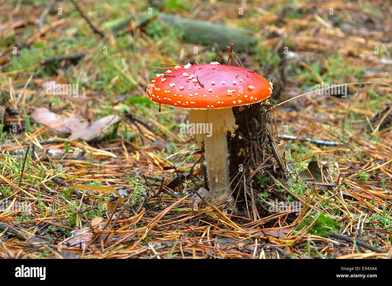 Fliegenpilz - fly agaric 14 Stock Photo