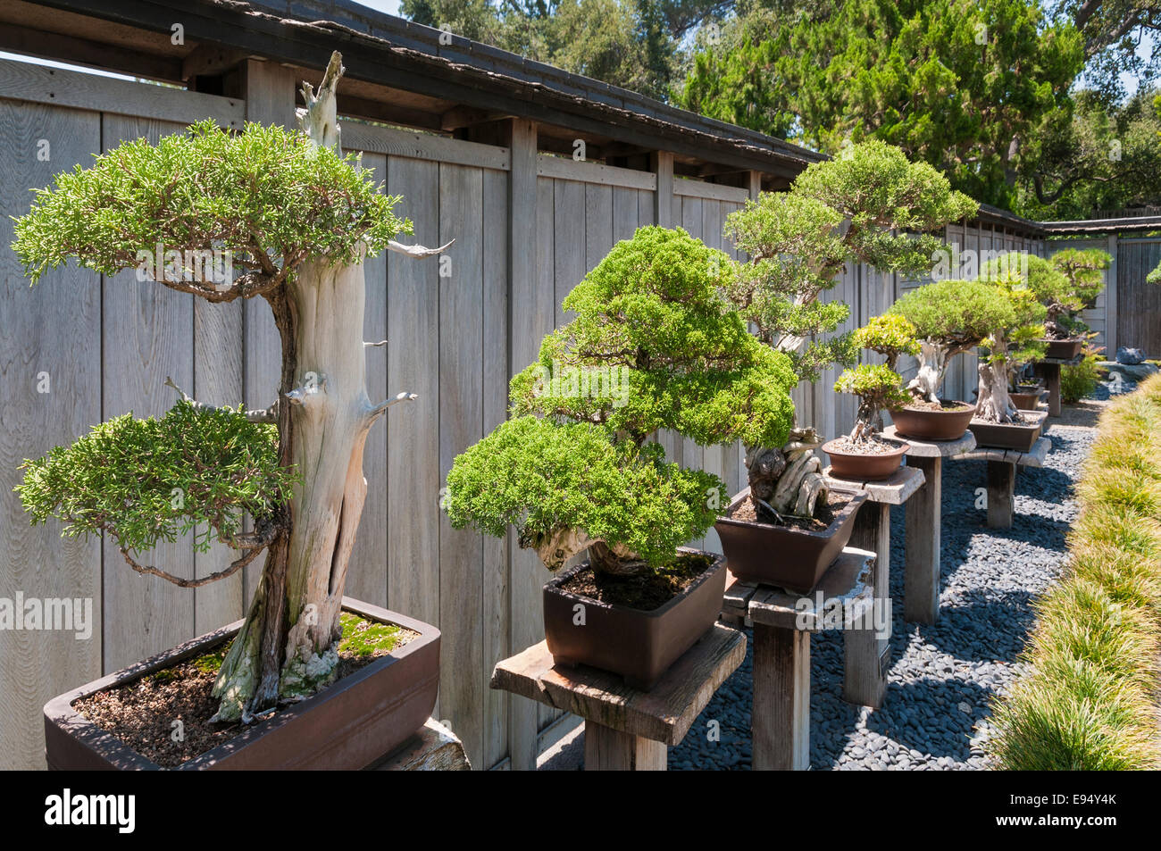 Bonsai garden hires stock photography and images Alamy