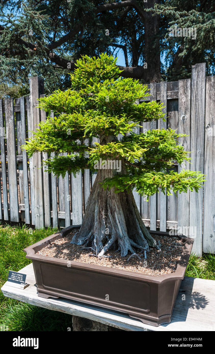 MASTER GARDENER — Bonsai gardening for everyone with small start