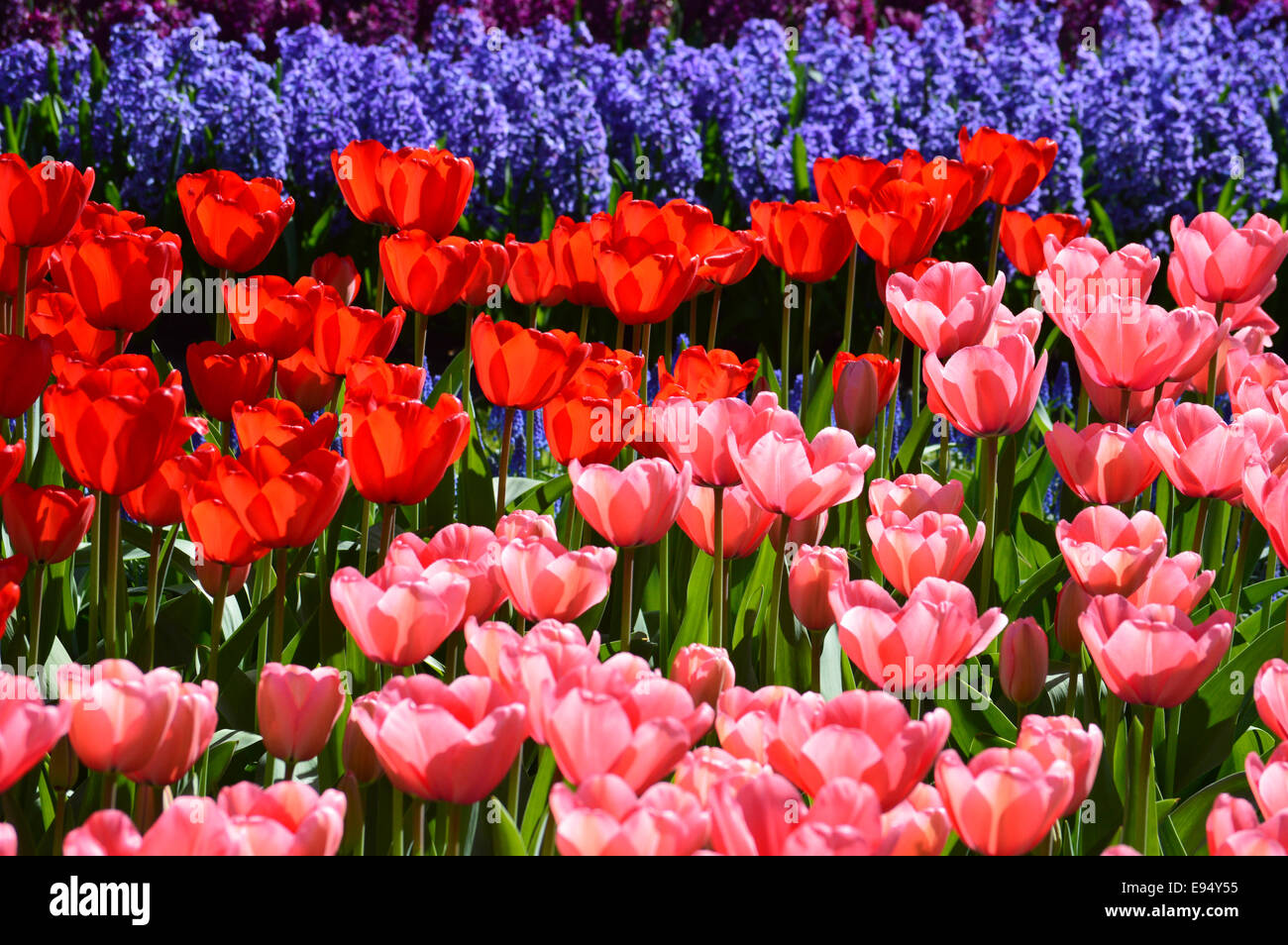Daffodils and grape hyacinths hires stock photography and images Alamy