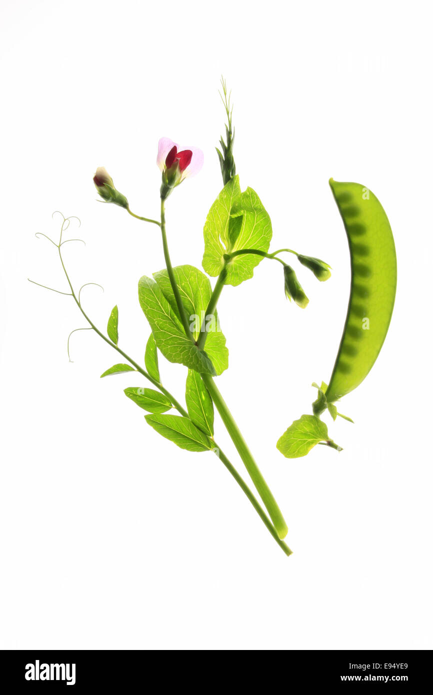flowering suger pea  (Pisum sativum) Stock Photo