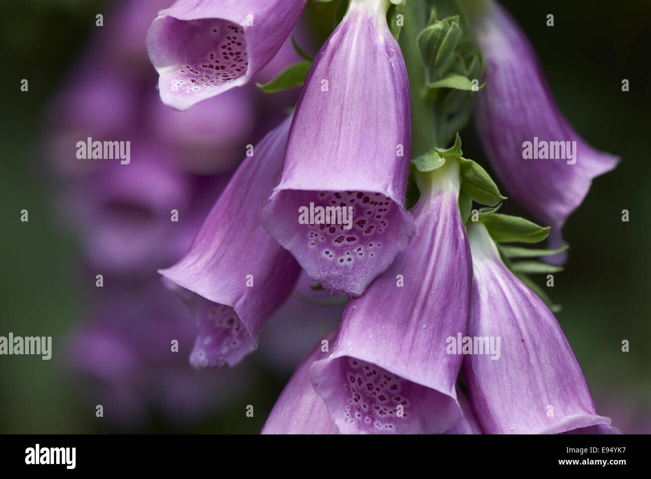 Purple Foxglove Stock Photo