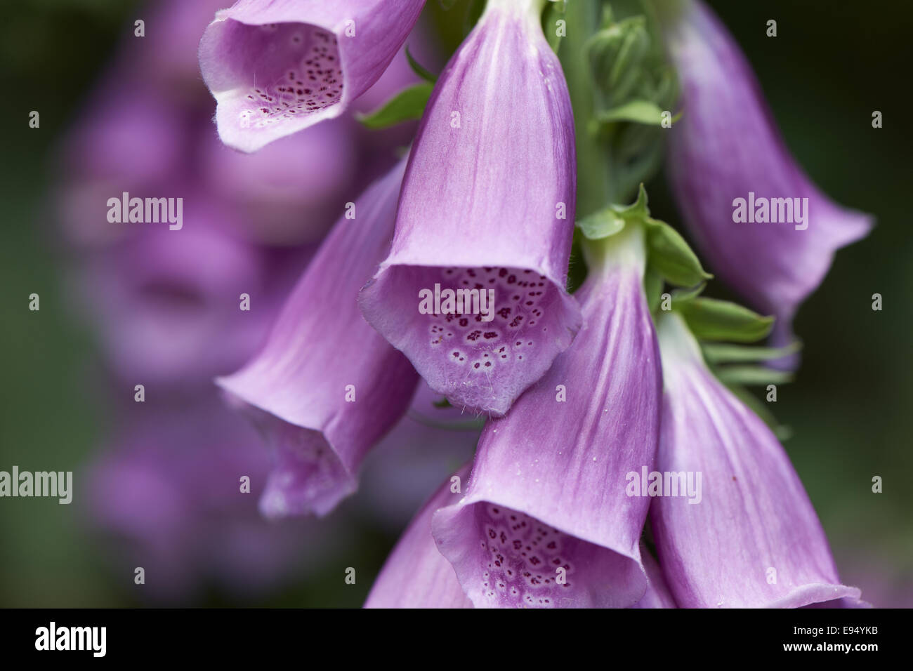Purple Foxglove Stock Photo