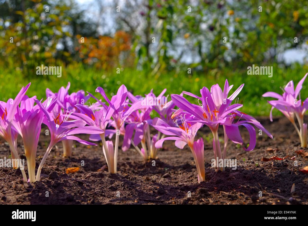 Herbst krokus hires stock photography and images Alamy