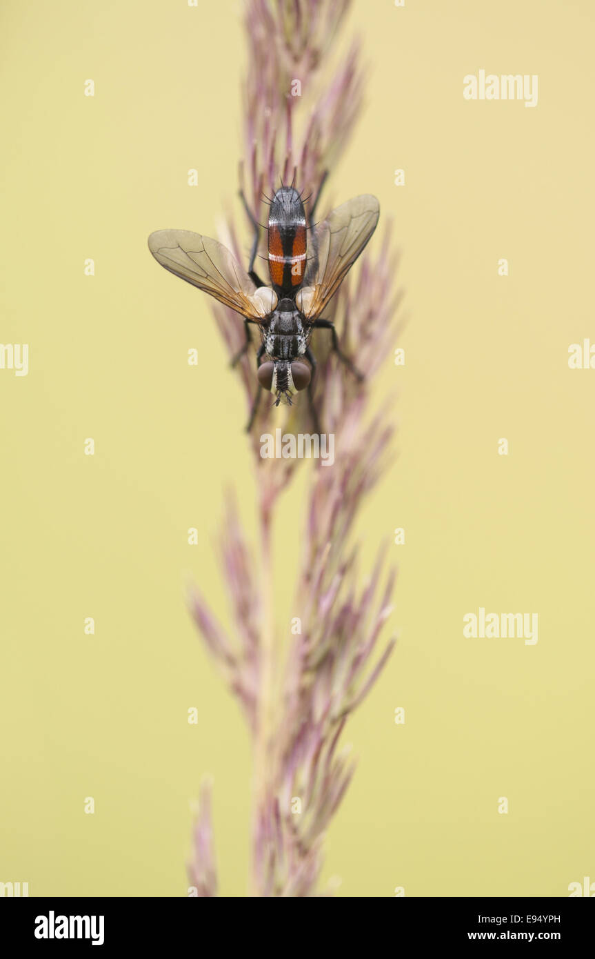 Tachinid Fly (Cylindromyia spec.) Stock Photo