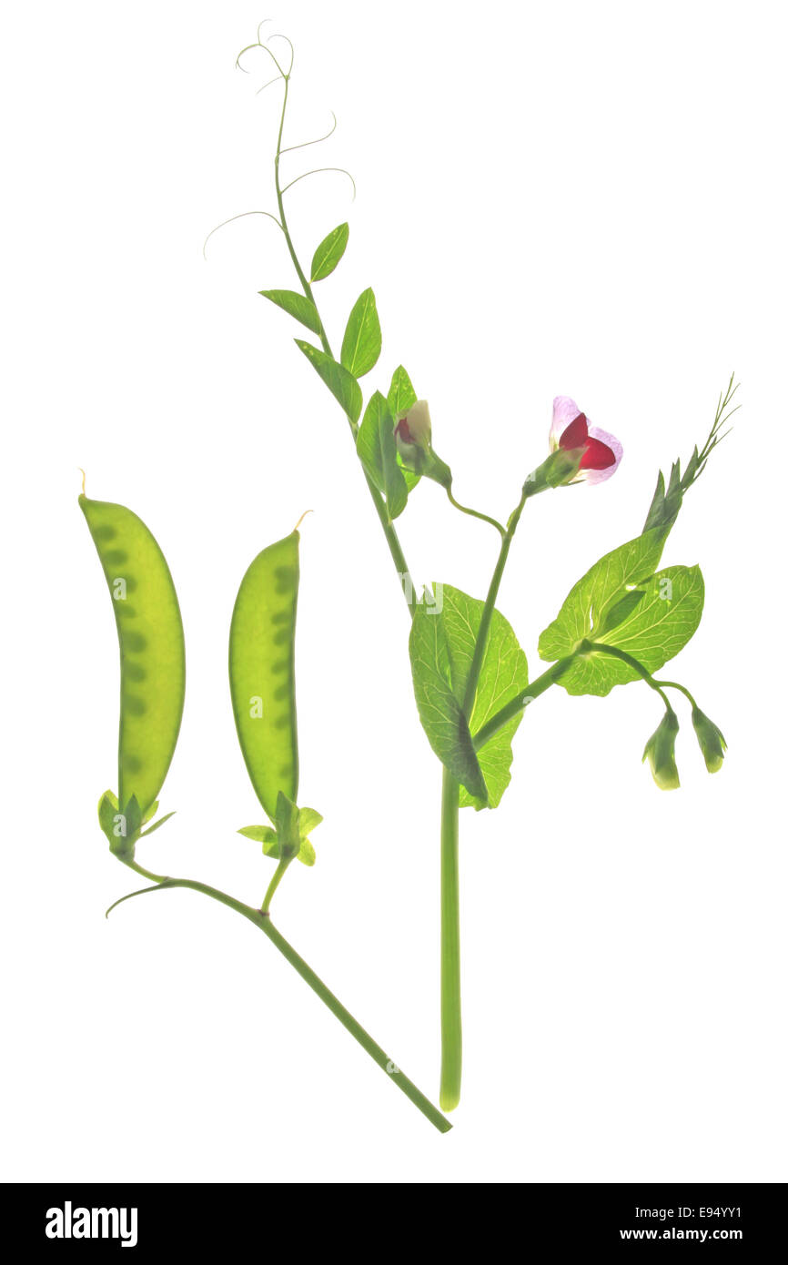 flowering suger pea  (Pisum sativum) Stock Photo