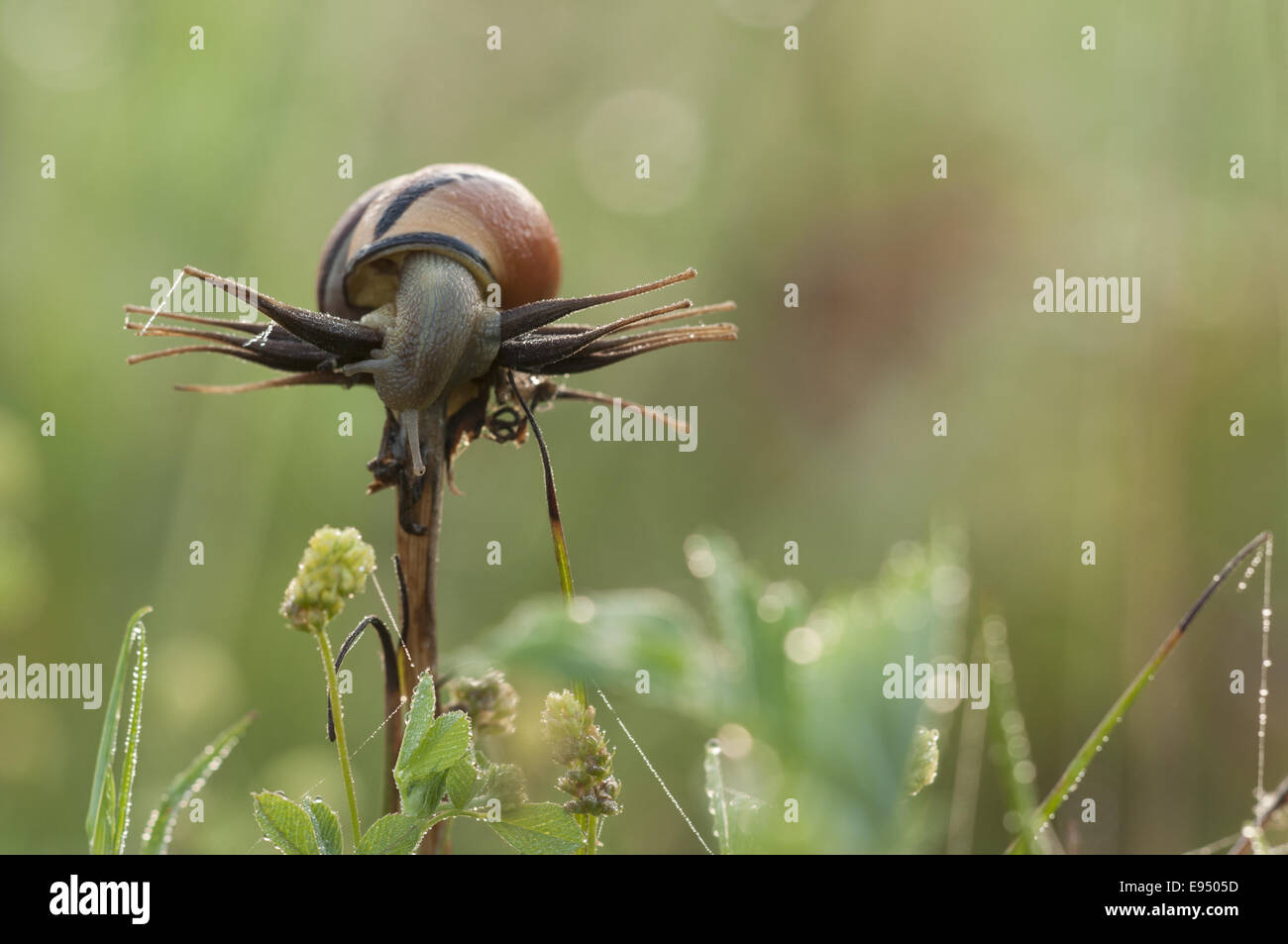 grove snail (Cepaea nemoralis), Germany Stock Photo
