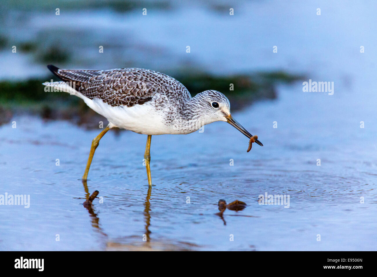 Greenshank (tringa nebularia) with ragworm. French: Chevalier aboyeur German: Grünschenkel Spanish: Archibebe claro Stock Photo