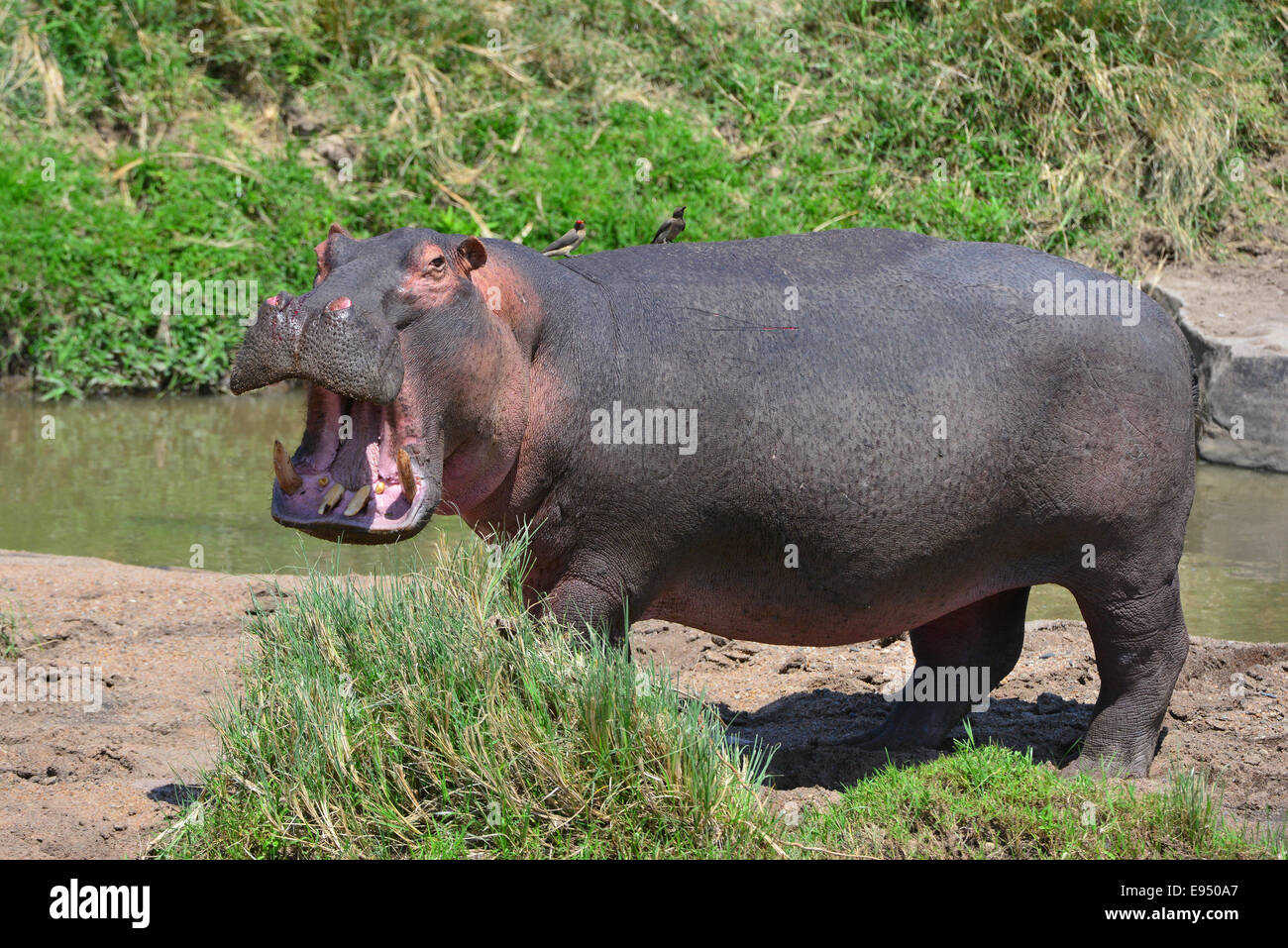 Masai Mara Hippo Stock Photo