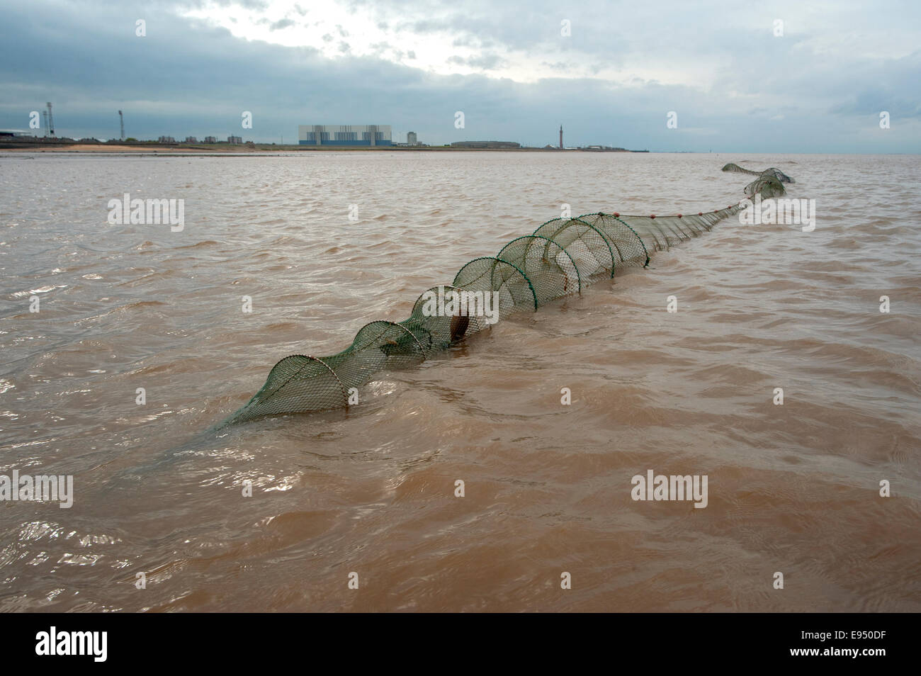The dying art of fyke net fishing for dover soles in the river humber. Stock Photo