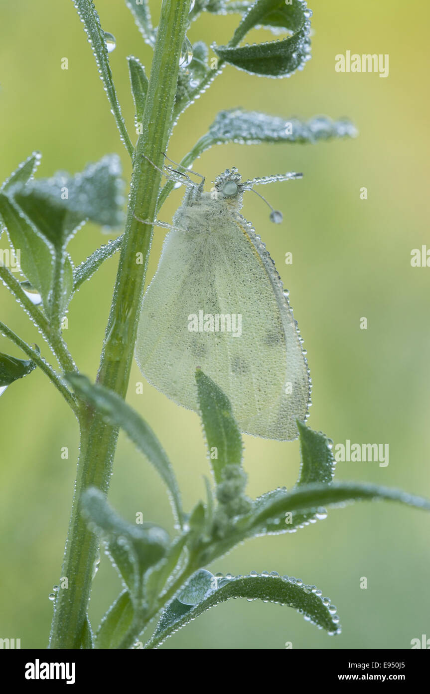 Small White (Pieris rapae), Germany Stock Photo