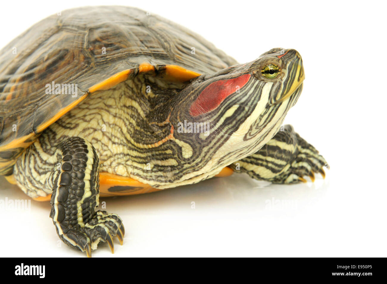 Terrapin isolated hi-res stock photography and images - Alamy