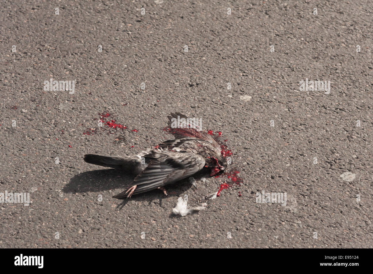 Hazards of dodging the traffic at Trafalgar square a pigeon has just been killed by a bus run over Stock Photo