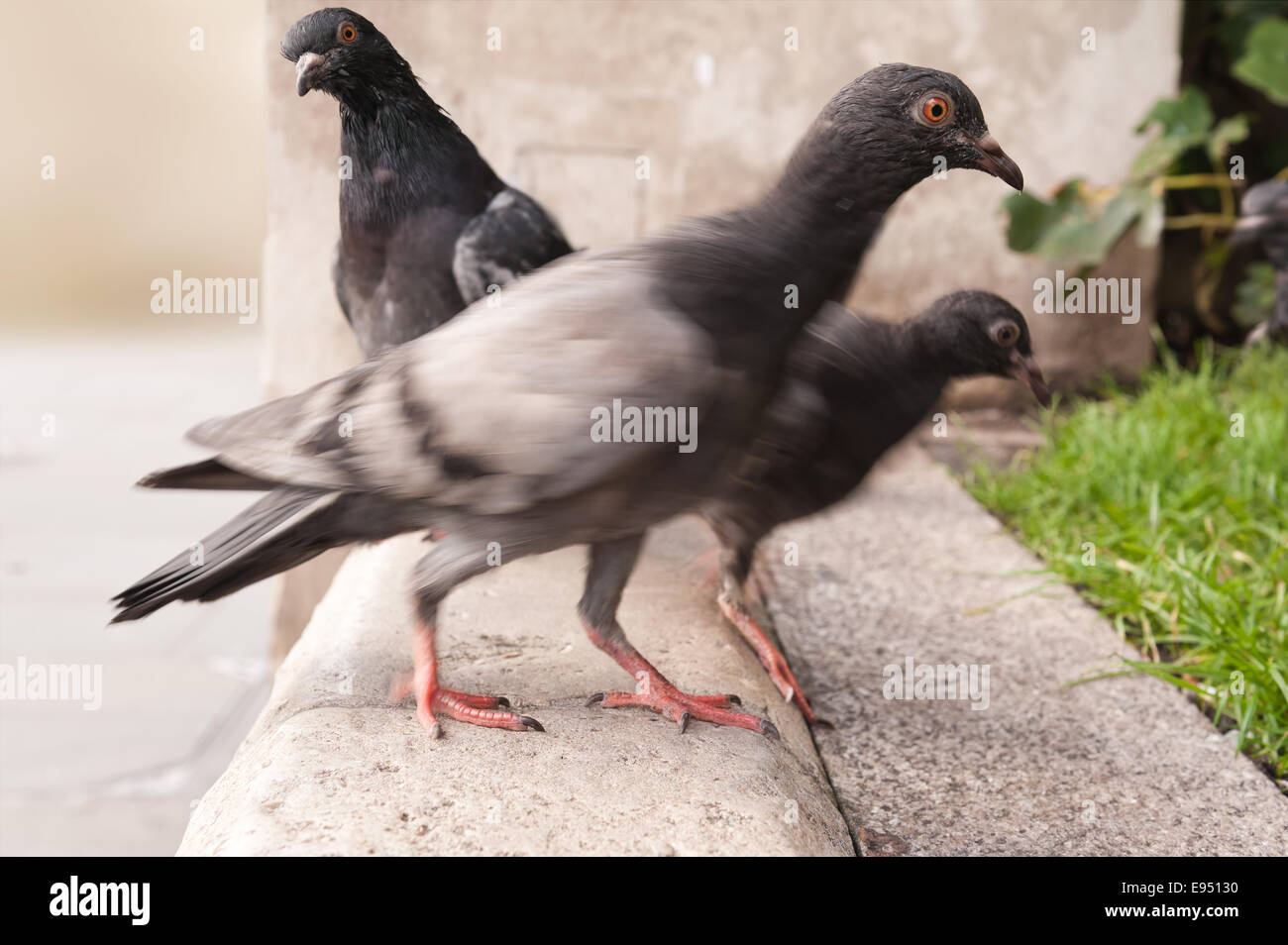 Inquisitive pigeons staring and moving past on a granite portland stone wall Stock Photo