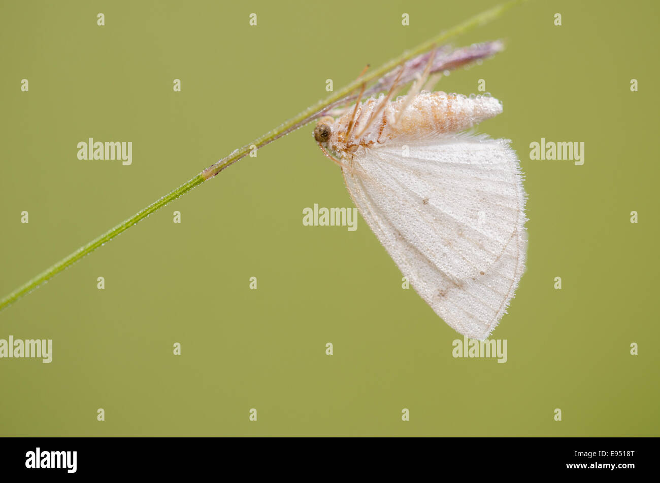 Geometer moths (Lythria cruentaria), Germany Stock Photo