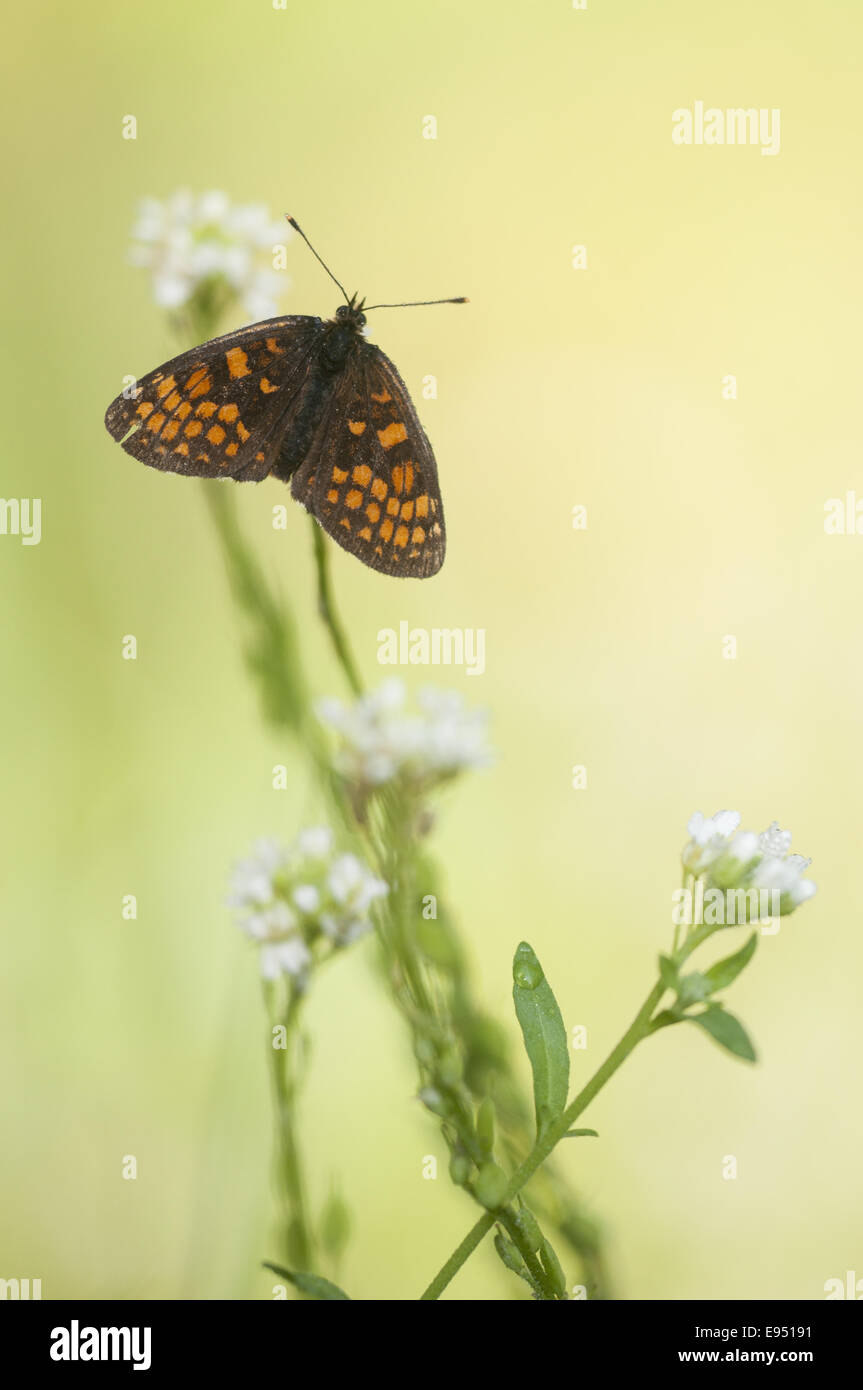 Heath Fritillary  (Melitaea athalia), Germany Stock Photo